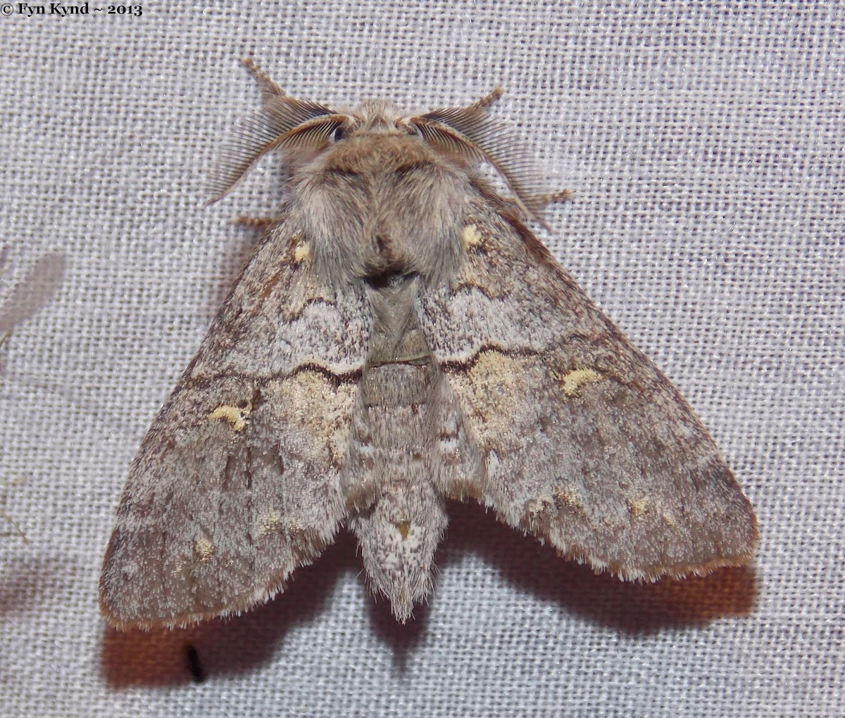 Four-spotted Gluphisia