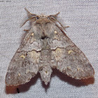 Four-spotted Gluphisia