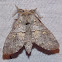 Four-spotted Gluphisia