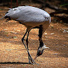 Demoiselle Crane