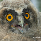 Long-eared Owl