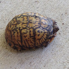 Eastern Box Turtle