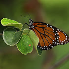 Mariposa soldado