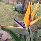 Ave del Paraíso, Bird of Paradise