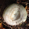 Lactarius Mushroom