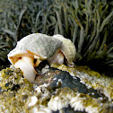 sea snails