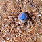Blue army crab