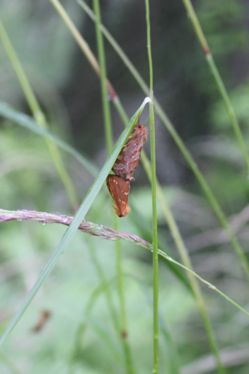 Swift Moth
