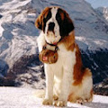 Saint-bernard'