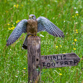 by Nigel Atkins - Animals Birds