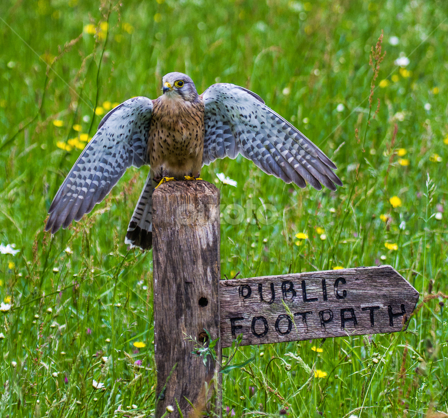 by Nigel Atkins - Animals Birds