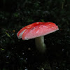 Russula Fungi