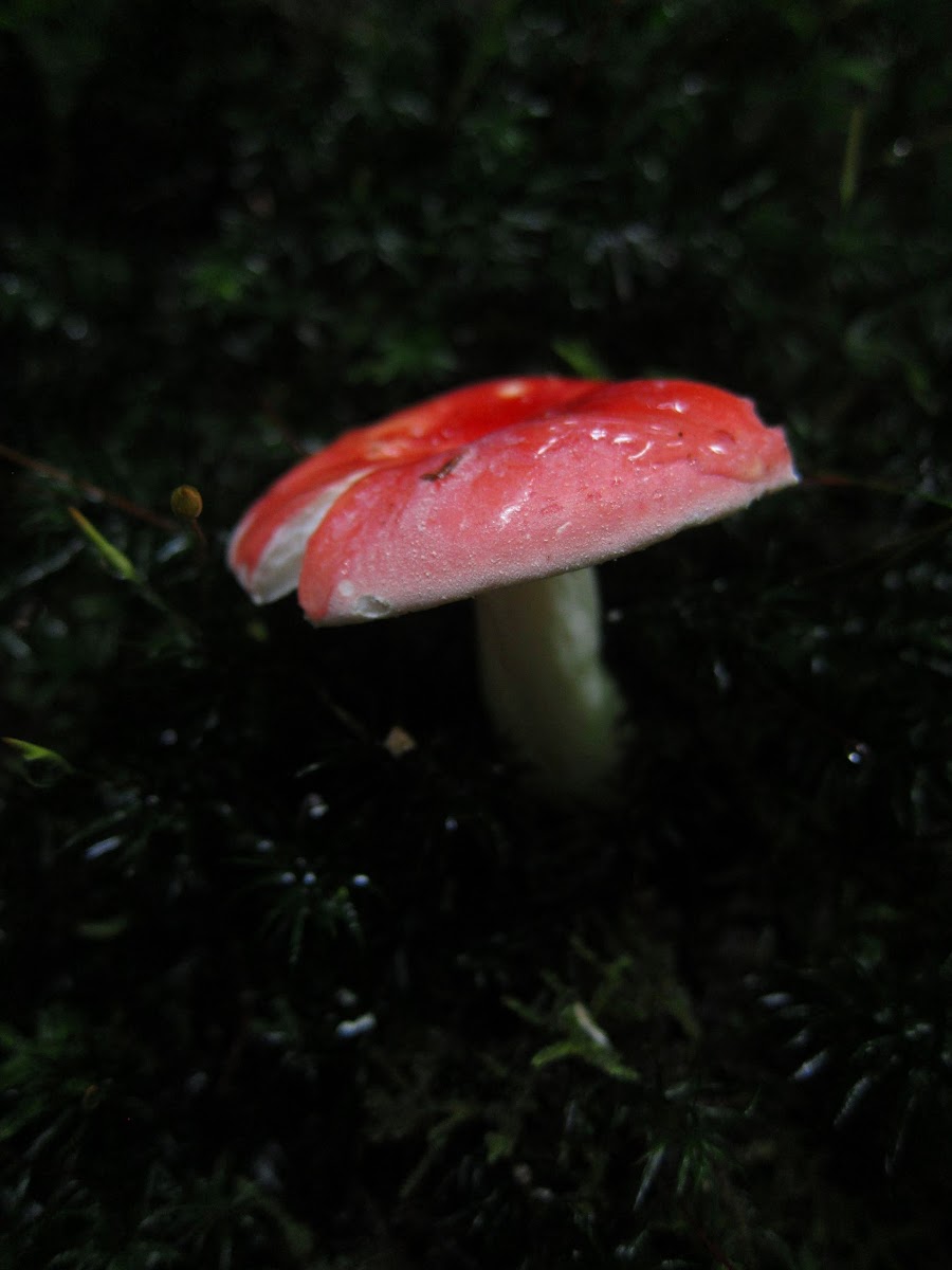 Russula Fungi