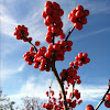 Winterberry