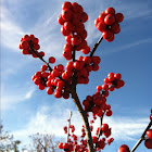 Winterberry