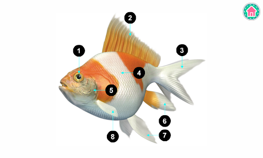 Picture Dictionary - Animals(圖9)-速報App