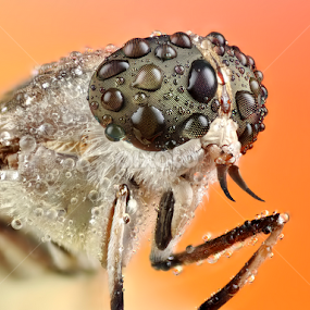Hamatabanus exilipalpis by Donald Jusa - Animals Insects & Spiders