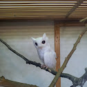 Albino Eastern Screech Owl