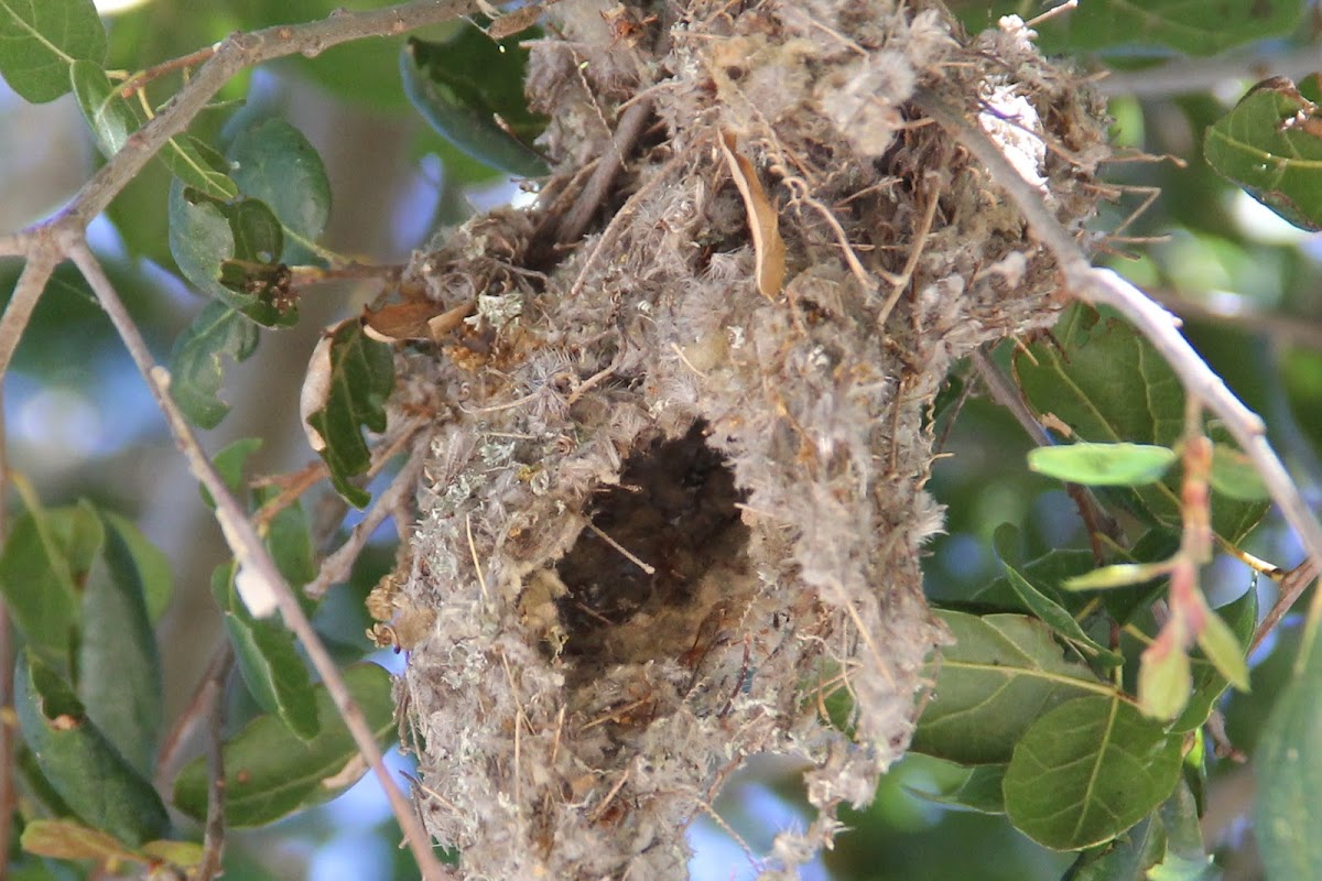 Bushtit nest