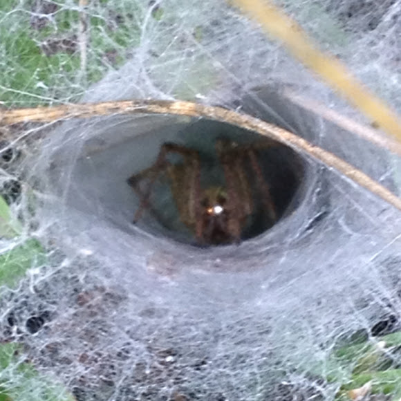 Funnelweaver Spider Project Noah