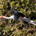 painted stork