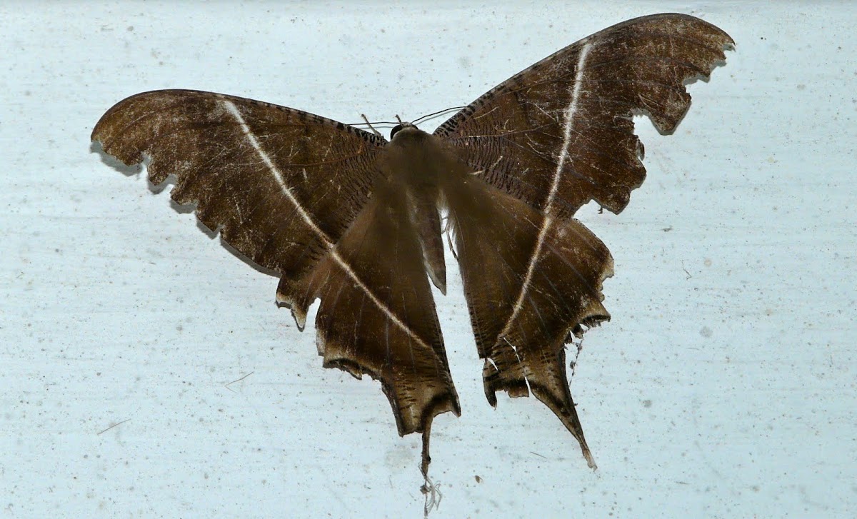Swallowtail Moth  