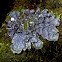 Large black dog-lichen