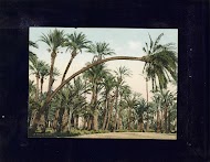 Palmentuin van Elche