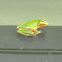 American Green Tree frog
