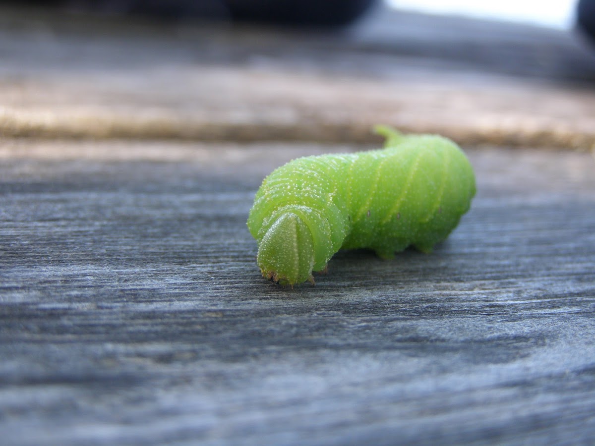 Big Poplar Sphinx moth caterpillar