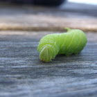 Big Poplar Sphinx moth caterpillar
