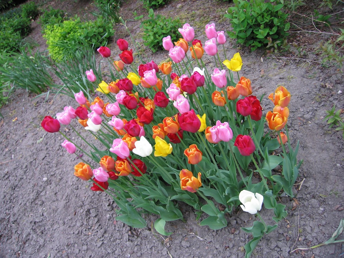 Tulip (Tulipano)