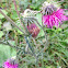 Marsh thistle