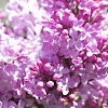 common lilac, Flieder
