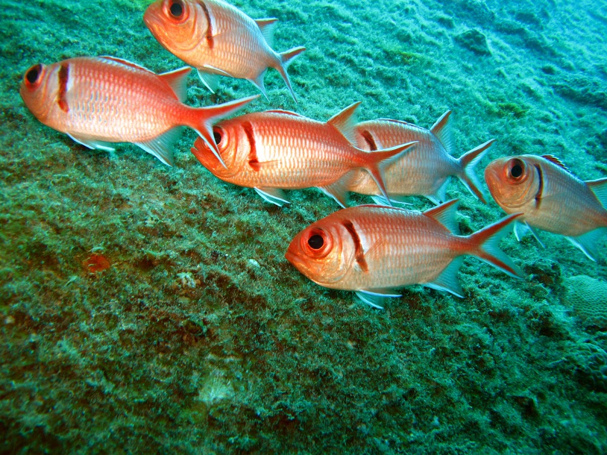 Blackbar Soldierfish