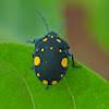 Spotted Shield Bug