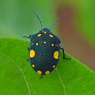 Spotted Shield Bug