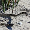 Cape sand snake