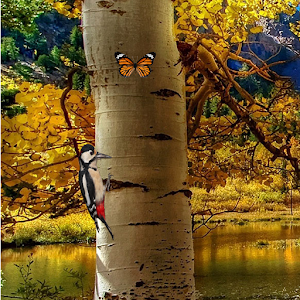 Autumn Live Wallpaper 2.2