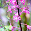 Pink Hyacinth Orchid