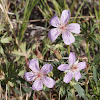 Wild Geranium