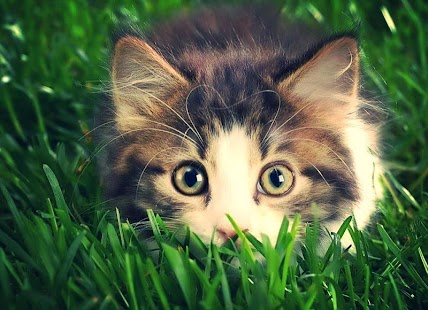 Cat Live Wallpaper Screenshots 7