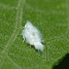 Flatid planthopper (nymph)
