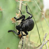 Cactus Longhorn Beetle