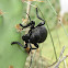 Cactus Longhorn Beetle