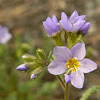 Jacob's Ladder, Stinkflower