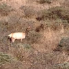 Tule Elk