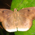 Snowflat Butterfly