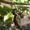 Australian emerald dragonfly