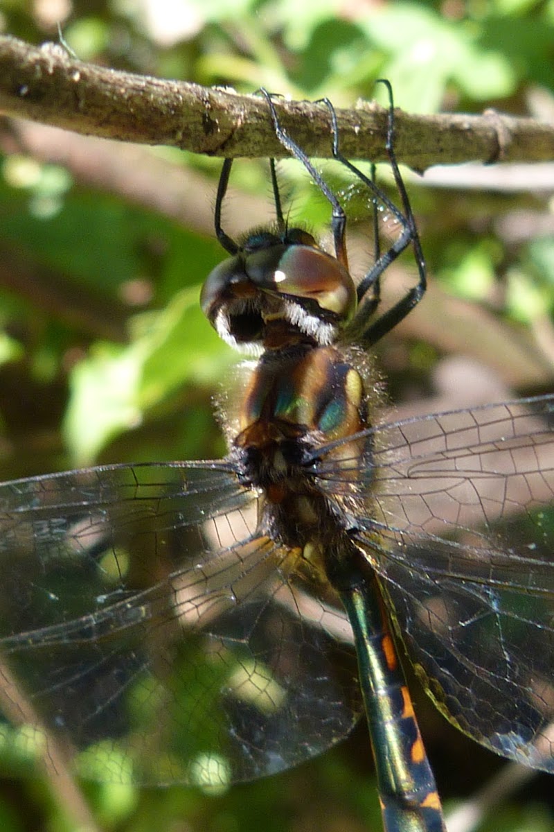 Australian emerald dragonfly